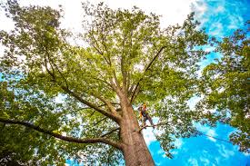 Best Arborist Consultation Services  in Home Garden, CA