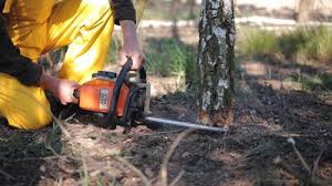 Best Root Management and Removal  in Home Garden, CA