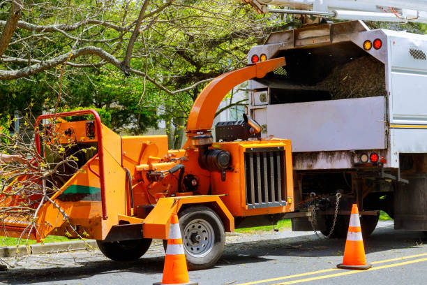 Best Tree Maintenance Programs  in Home Garden, CA