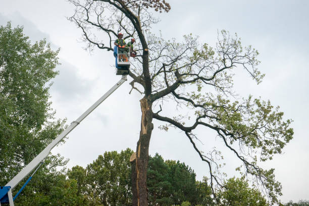 Best Tree Risk Assessment  in Home Garden, CA