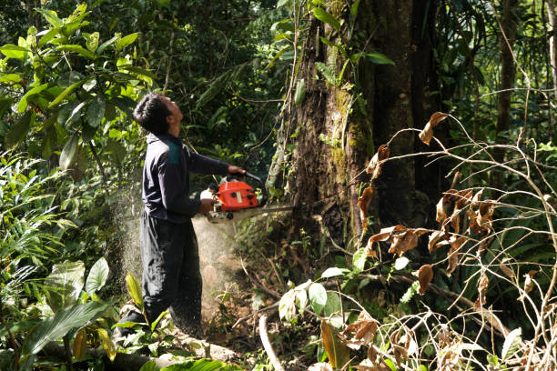 How Our Tree Care Process Works  in  Home Garden, CA