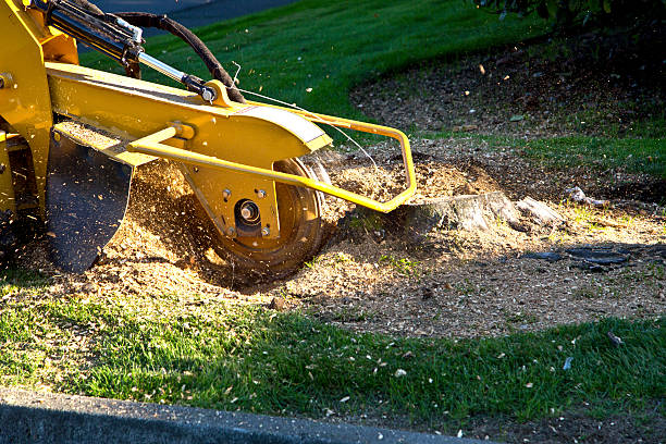 Best Lawn Watering Services  in Home Garden, CA