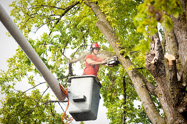 Best Tree Trimming and Pruning  in Home Garden, CA