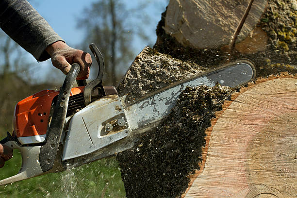 Best Leaf Removal  in Home Garden, CA