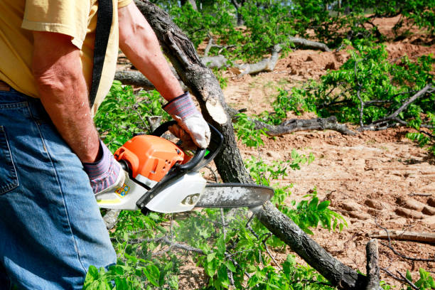 Best Seasonal Cleanup (Spring/Fall)  in Home Garden, CA